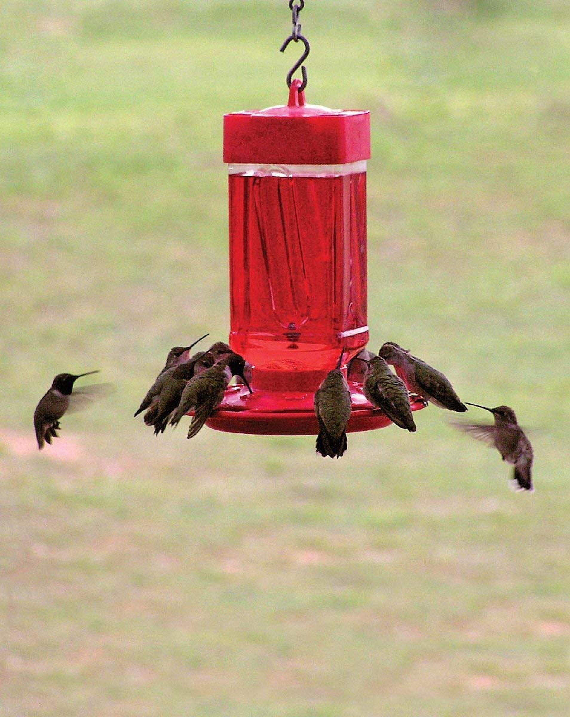 Hummingbird Feeders At Kmart