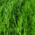 thumbnail image 4 of "Bonnie Plants 18"" to 24"" Fernleaf Dill Live Plants, 4 of 11