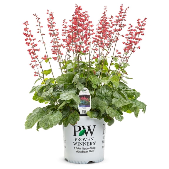 Proven Winners 5" Dolce 'Spearmint' Coral Bells Live Plant in 4.5" Pot