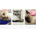 thumbnail image 4 of Cat Recovery Collar Adjustable Puppy Recovery Collar Kitten Recovery Cone, 4 of 4