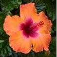 thumbnail image 2 of RedCrocus Mandarin Orange Hibiscus Bush- Vibrant Orange Flowers, Attracts Pollinators, Ideal for Garden Borders, Containers, Landscape, Hardy in Zones 9-11 10" Pot, 2 of 17