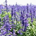 thumbnail image 3 of Hyssop Seed - Blue Hyssopus Officinalis Herb Seeds - 2000 Seeds, 3 of 5