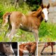 thumbnail image 3 of Cepillo de masaje para caballos 6 en 1, cepillo para mudar el pelo, cepillo de aseo para mascotas para eliminar el pelo seco y muerto y el barro., 3 of 5