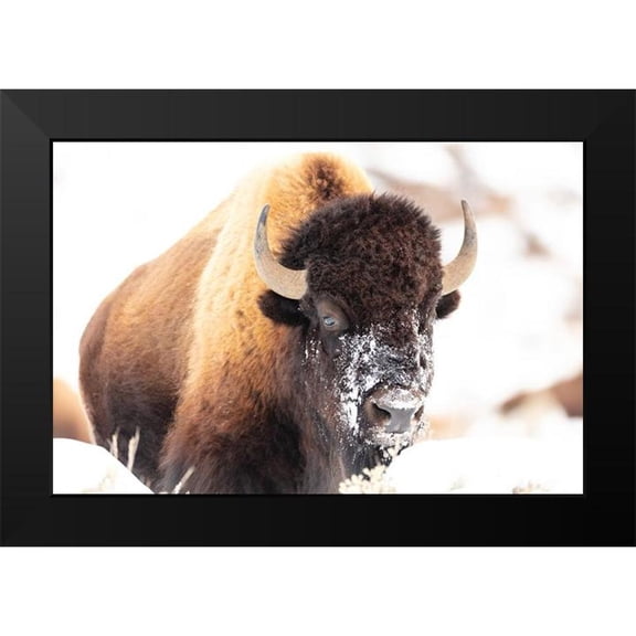 The Yellowstone Collection 14x11 Black Modern Framed Museum Art Print Titled - Bison face with snow, Yellowstone National Park