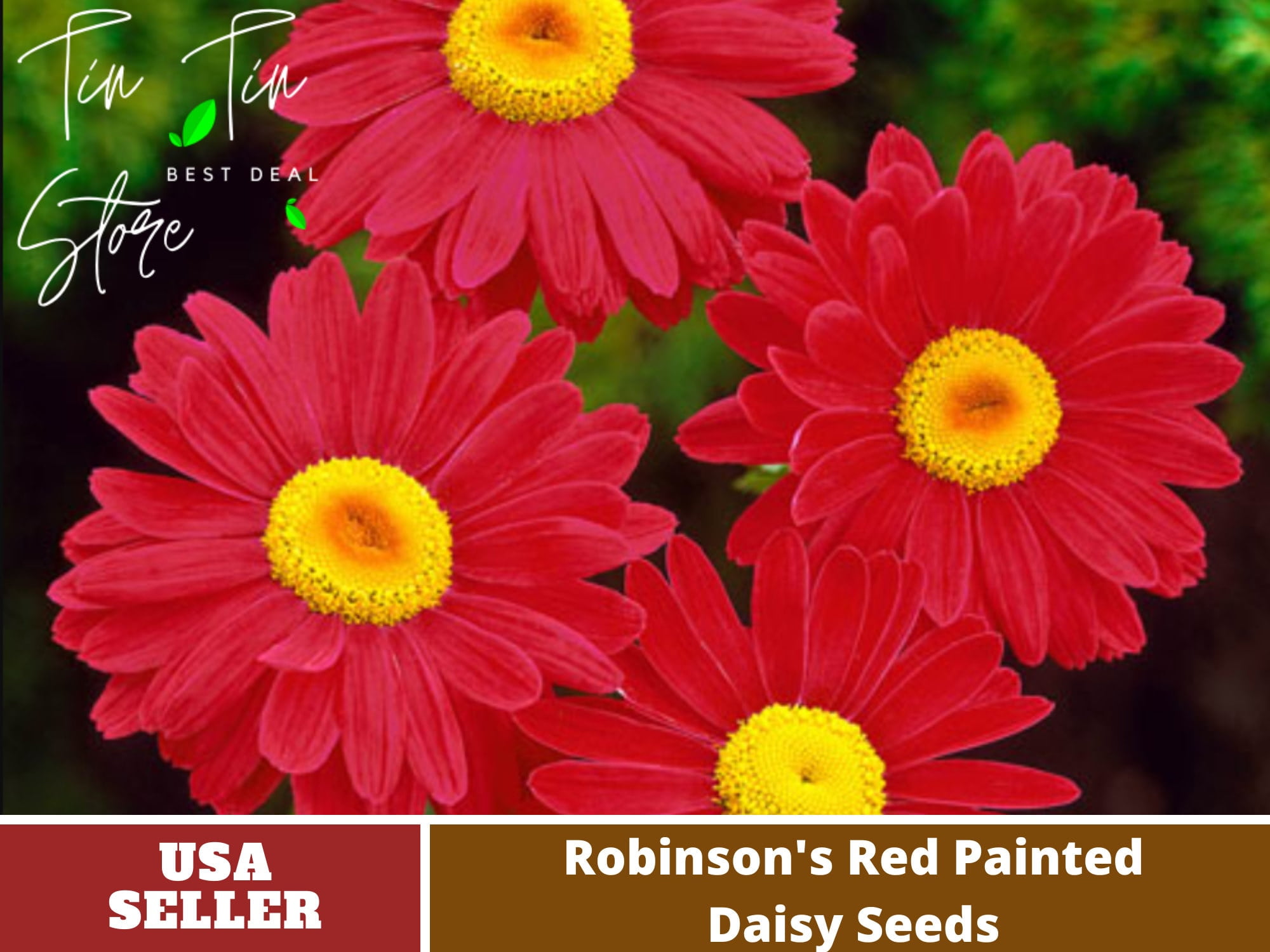 100 Seeds Robinson's Red Chrysanthemum Seeds [BUY 3 GET 1 FREE] N010