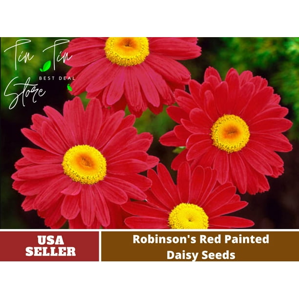 100 Seeds Robinson's Red Chrysanthemum Seeds [BUY 3 GET 1 FREE] N010