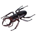 thumbnail image 1 of Children's Solid Simulation Insect Model Set with Realistic Design for Halloween Trick-or-Treat and Nature Exploration Educational Toy, 1 of 1