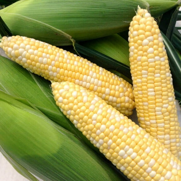 Organic Sweet Corn Enchanted F1 Seed