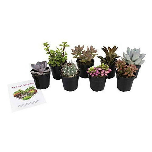 Live Succulent Plant Assortment Fairy Garden Kit (8 Pack) , Full Sun, 3" Pot