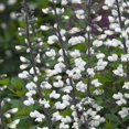 thumbnail image 3 of Perennial Baptisia Alba White Wild Indigo Garden Flower Plant Seeds - 200 Seeds, 3 of 4