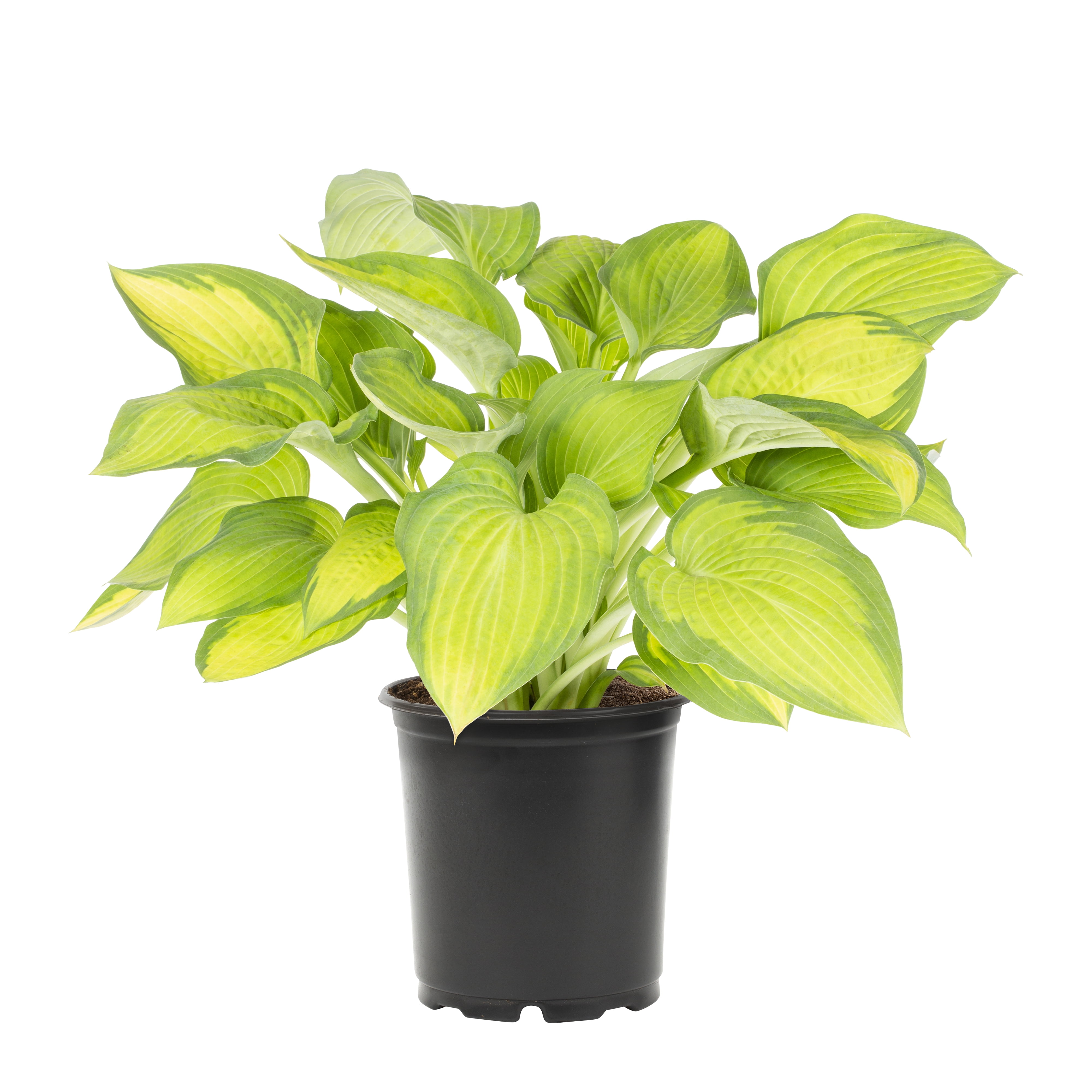 Hosta Tears in Heaven Rooted 5.25 Pot Perennial Shade BLUE WEEPING -  Humble Hen Farm & Nursery