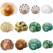 Sinkoo Hermit Crab Shells Medium and Large,12Pcs Growth Turbo Seashells Size 1.4"-3.2" for Small Medium and Large Crabs, Saltwater Hermit Crab Supplies, Natural Sea Shell Decor