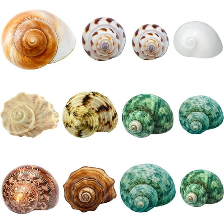 Sinkoo Hermit Crab Shells Medium and Large,12Pcs Growth Turbo Seashells Size 1.4"-3.2" for Small Medium and Large Crabs, Saltwater Hermit Crab Supplies, Natural Sea Shell Decor