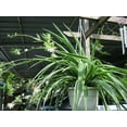 Enchanting Spider Plant 4 Live Starter Plants in 2 Inch Pots