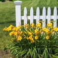 thumbnail image 6 of Daylily Stella D' Oro I 30 Live 3 Inch Pots I Hemerocallis  Yellow Flowers I Rich Golden Blooms, Perennial Garden Jewel, Easy-to-Grow for Year-Round Beauty, 6 of 9