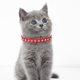 thumbnail image 4 of Apuakthei Collar para perro cachorro con diamantes de cristal coloridos collares para cachorros y gatos, 4 of 5
