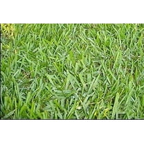Argentine Bahia Pasture Grass Seed - 1 Lb.