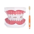thumbnail image 2 of Modelo de Diente Dental ANGGREK Estándar con Cepillo, 2 of 8
