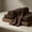 Brown, variant on Soimoi Cotton Jersey 4 Way Stretch Fabric by The Yard, 70 Inch Wide 240 GSM Soft Breathable Knit Fabric, 96% Cotton 4% Spandex for T-Shirts, Loungewear, Baby Wear, DIY Sewing Projects