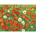 thumbnail image 3 of OToole, Tim 18x15 Black Modern Framed Museum Art Print Titled - Poppy Meadow II, 3 of 5