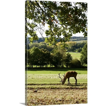 Great BIG Canvas David Slater Premium Thick-Wrap Canvas entitled Red Deer (Cervus Elephas) Under Oak Tree In The British