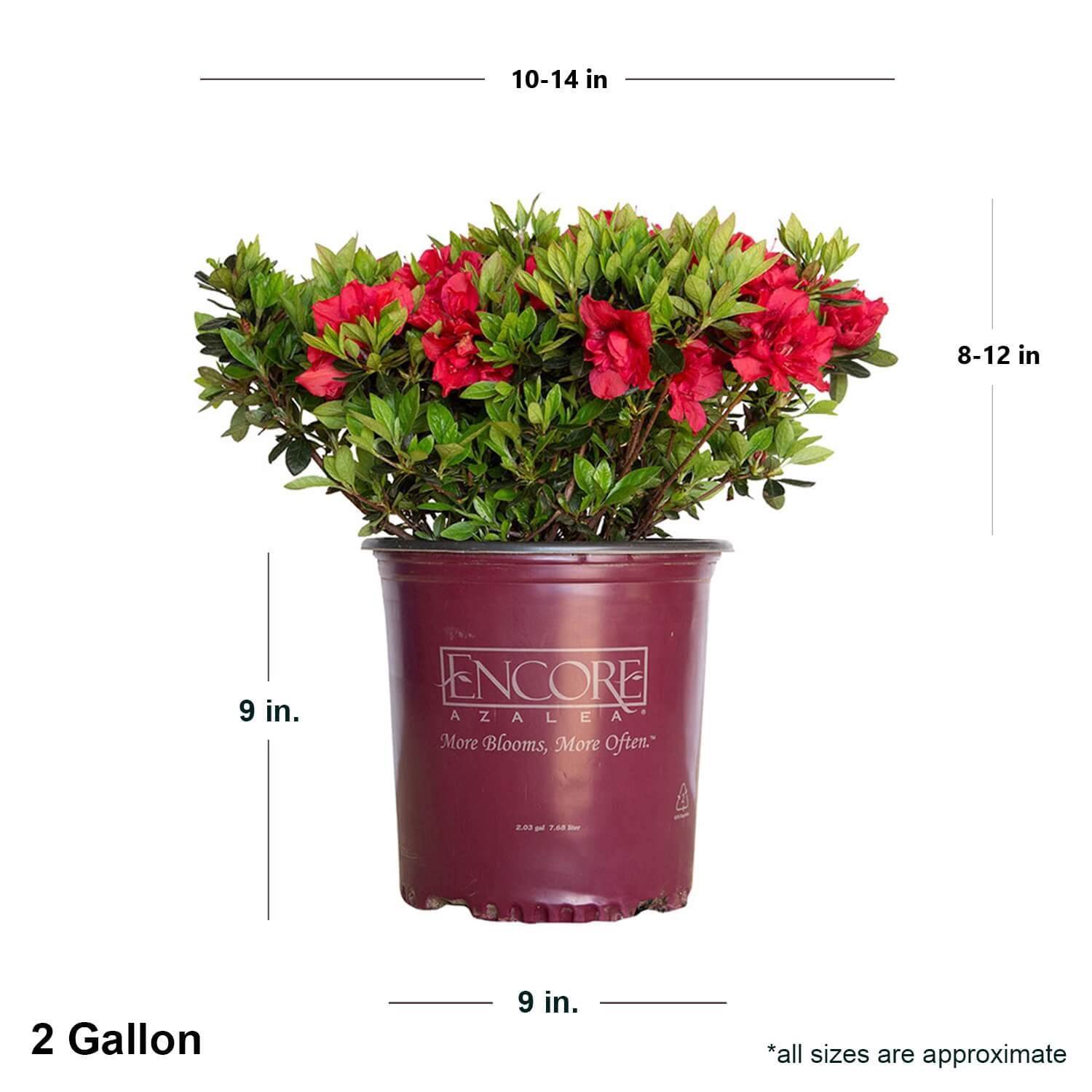 Encore Azalea Autumn Fire Live Shrub in 2-Gallon Grower Pot