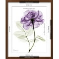 thumbnail image 5 of Art.com Purple Rose Portrait 2 Art Print by Albert Koetsier, Brown Frame Wall Art, 17" x 21", 5 of 5