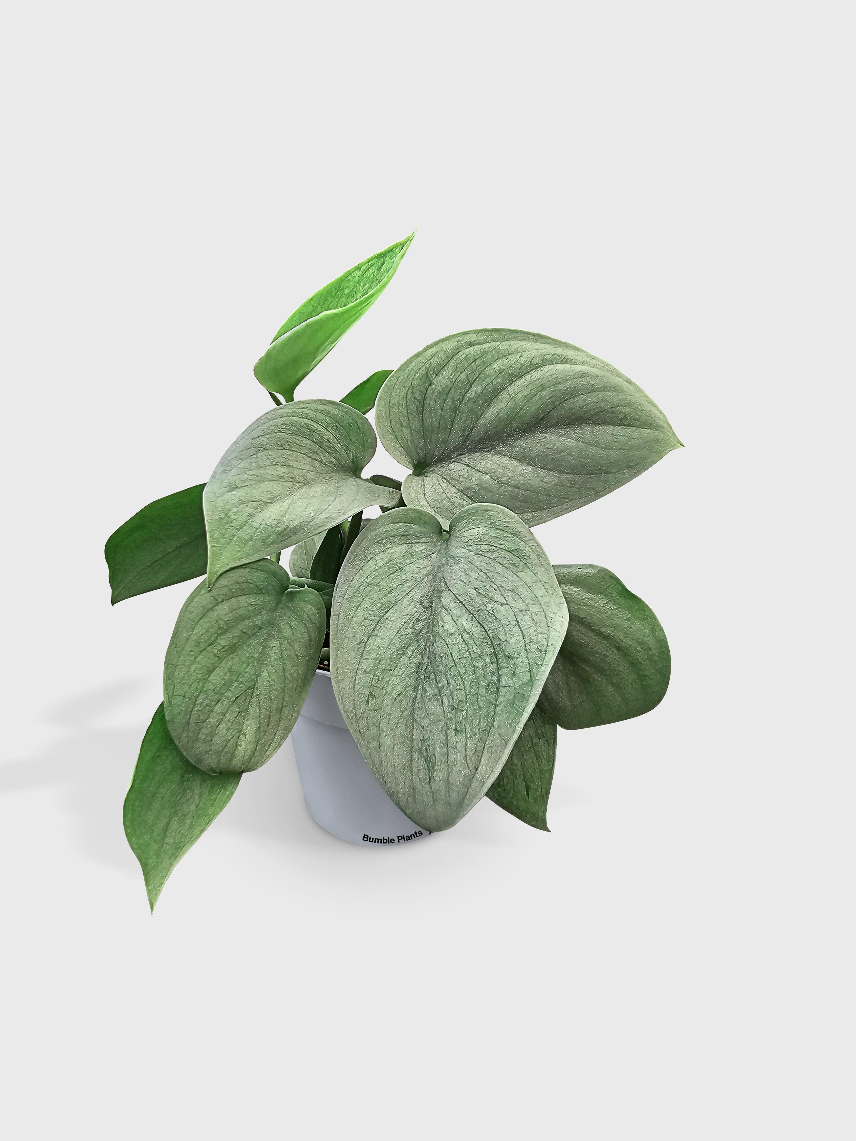 Scindapsus Pictus 'SOOO™ Silver' - Live Air-Purifying Indoor Plant in Nursery Pot – Easy Care, Low Maintenance Houseplant for Home & Office Decor, Natural Air Cleaner, Best for Beginners