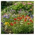 Virginia Wildflower Seed Mix, Covers 325 Sq Ft, 18 Flower Varieties