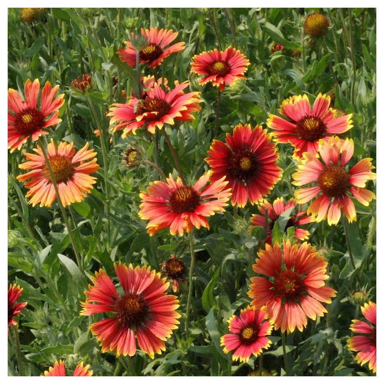 Everwilde Farms - 1 lb Indian Blanket Native Wildflower Seeds - Gold Vault Bulk Seed Packet