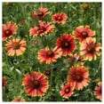 thumbnail image 4 of Everwilde Farms - 1 lb Indian Blanket Native Wildflower Seeds - Gold Vault Bulk Seed Packet, 4 of 4
