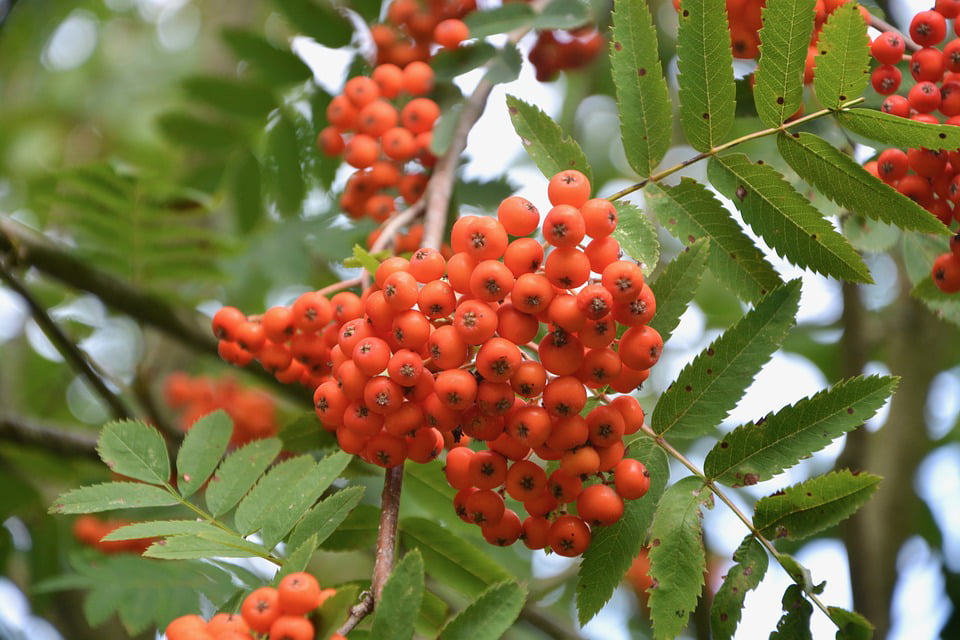 Plants With Berries Decorative Shrub Red Ball Nature-20 Inch By 30 Inch ...