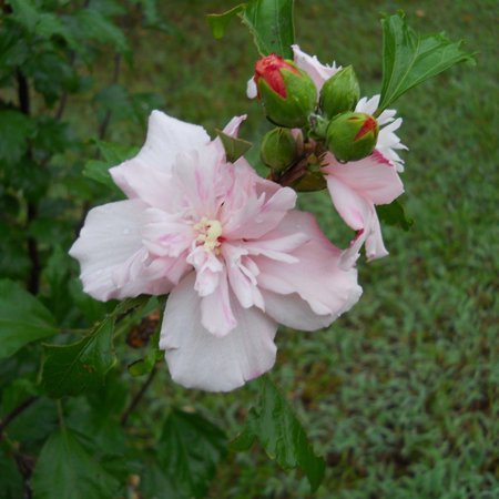 Strawberry Smoothie Rose of Sharon–Deciduous Shrub–Attracts Pollinators 3 Gallon