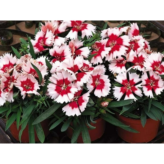 30 Seeds - Strawberry Carnations - Heirloom Dianthus Seeds for Garden Blooms