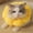 Yellow 7K4, variant on Staron Flower Pet Anti-Licking Collar, Soft Knitted Fabric Neck Ring for Dogs Cats Protection, Pet Recovery Cones