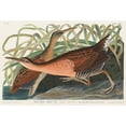 thumbnail image 3 of Audubon, John James 18x13 Black Modern Framed Museum Art Print Titled - Fresh Water Marsh, 3 of 5