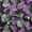 Black, variant on oneOone Polyester Spandex Black Fabric Floral Flower With Birds Sewing Fabric By The Yard Printed Diy Clothing Sewing Supplies 56 Inch Wide