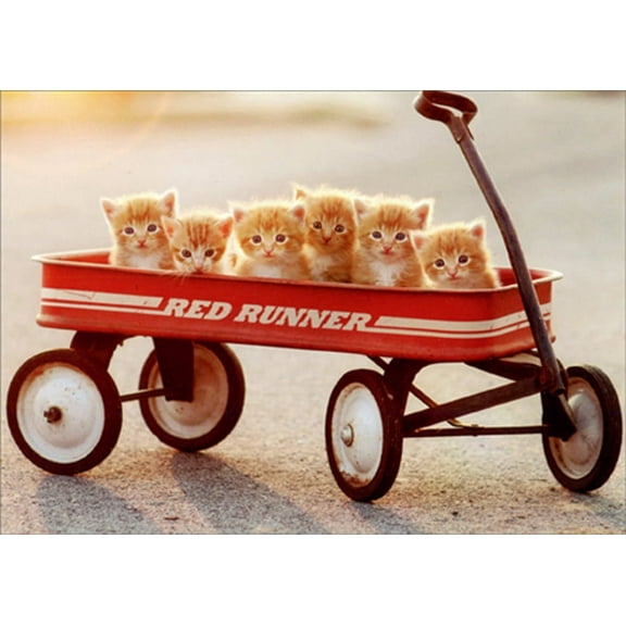 Avanti Press Six Kittens in Red Wagon Cute Cat Get Well Card
