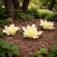 thumbnail image 4 of White Feather Trimmed Hosta - 3 Bare Roots - Hardy and Shade Tolerant Plants Great for any Landscape, 4 of 5