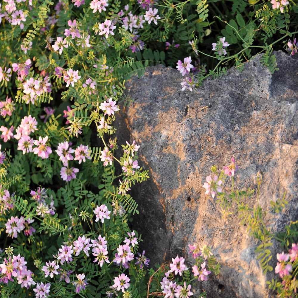 Drought Tolerant Crown Vetch Seeds For Erosion Control or Ground Cover Plant - 1 LB