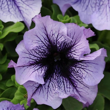 Petunia - Daddy Series Flower Garden Seed - 1000 Pelleted Seeds - Blue Blooms - Petunia x hybrida - Single Grandiflora Petunias - Annual Flowers