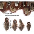 thumbnail image 2 of 100 Pcs 2-3 Inch Natural Pheasant Feathers Bulk Various Colors Natural Feather Crafts Clothing Hat Sewing Decorating, 2 of 5