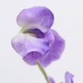 thumbnail image 3 of YSNOOWE Flor Decorativa Violeta De Guisante Para En Bodas Y Hogar, 3 of 7