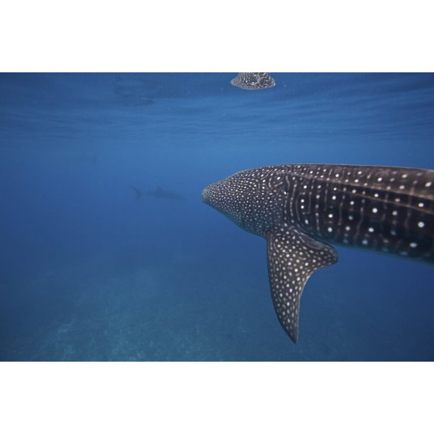 Whale shark swimming in the Bohol Sea, Philippines. Poster Print by