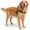 Green, variant on No-Pull Dog Harness with Handle, Adjustable Reflective Tactical Pet Vest for Small Medium Large Dogs, Front Clip Heavy Duty D-Ring Escape Proof Walking Training Harness (Khaki,L)