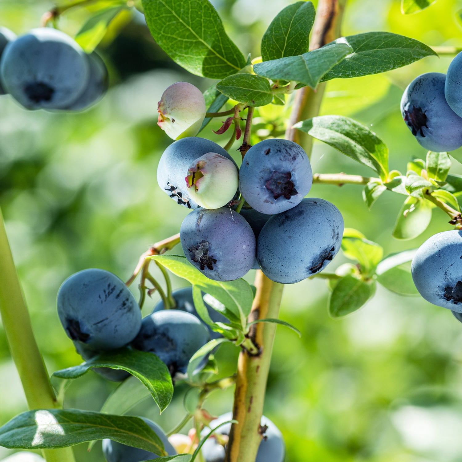 Expert Gardener Haven Blueberry Live Tree, 2-3 ft Tall, in 3-Gallon Grower Pot