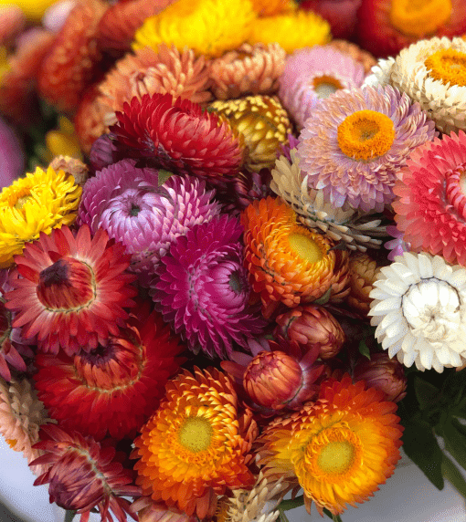 100 Strawflower Mix Seeds - Perennial,, Non-, Garden Blooms