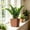 Brown, variant on Square Self Watering Planter Pot For Succulents Indoor Plants And Flowers, Breathable Root Healthy Design With Drainage System For Home Office Desktop Patio Garden Decor
