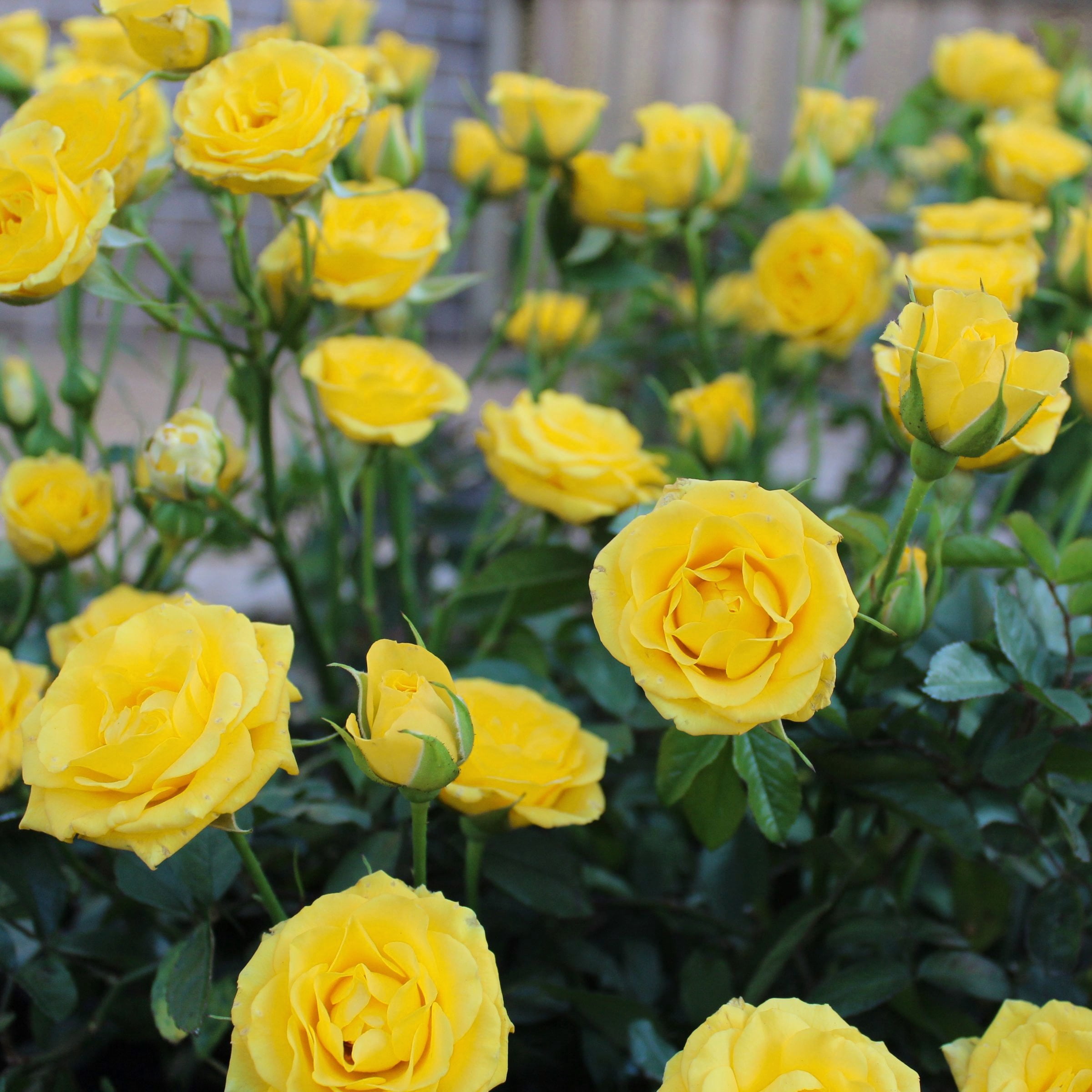 2 gal Live Rose Yellow Mini Flora with Yellow Flowers