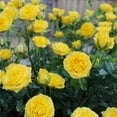thumbnail image 4 of 2 gal Live Rose Yellow Mini Flora with Yellow Flowers, 4 of 8
